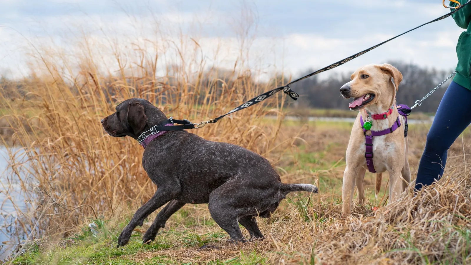 AI Tools for Dog Walkers and Pet Sitters cover