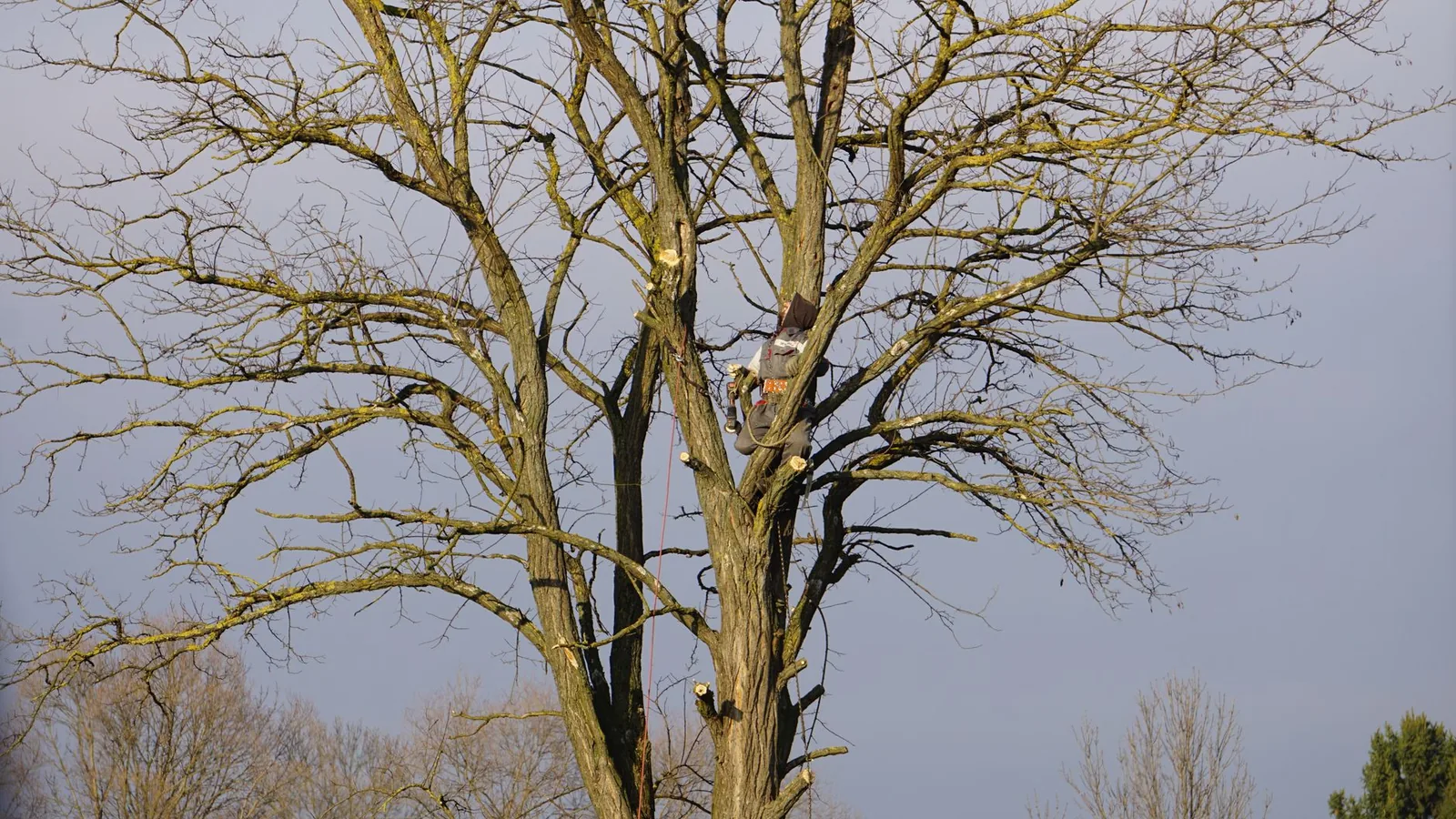 AI Tools for Tree Removal and Arborist Businesses cover