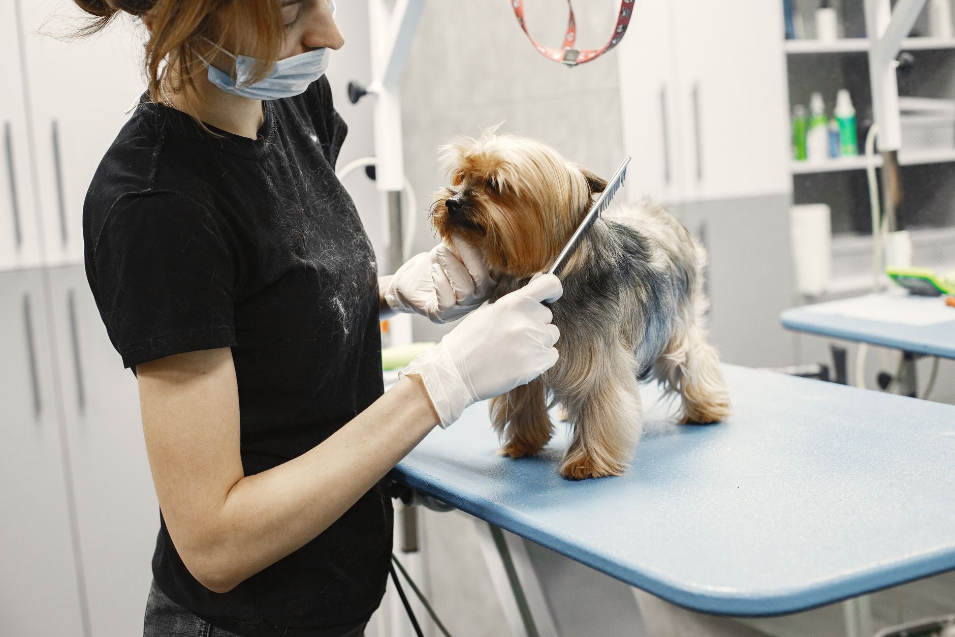 How a Solo Dog Groomer Can Use AI for Bookings cover
